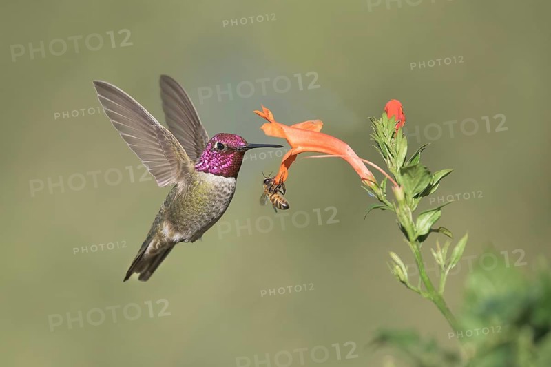 Anna's Hummingbird (Calypte anna) male flying while feeding at flower nectar, California, USA