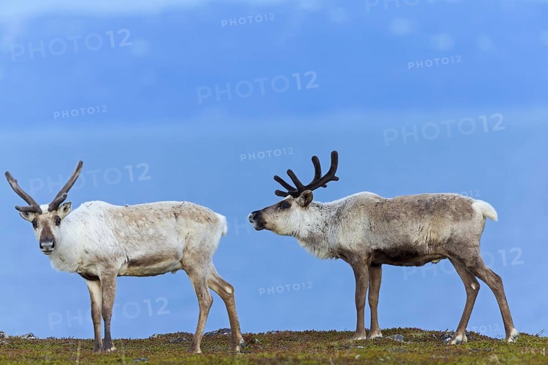 Reindeer, reindeer, (Rangifer tarandus), animals, mammals, deer family, two, biotope, habitat, Varanger, Finnmark, Norway