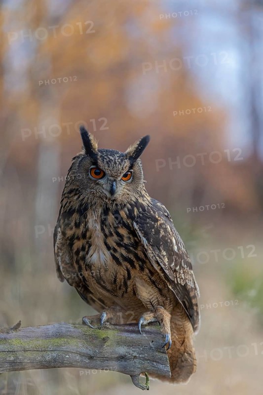 One Eurasian Eagle Owl, Bubo bubo, sitting on a root of a dead tree. A forest in fall foliage in the background