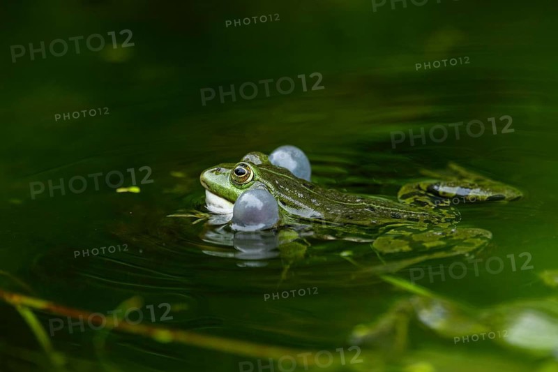 Edible frog (Pelophylax esculentus) in a little lake in the water, Bavaria, Germany