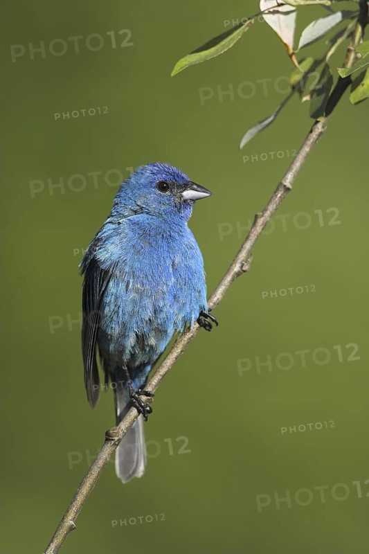 Indigo Bunting (Passerina cyanea) male, Ontario, Canada