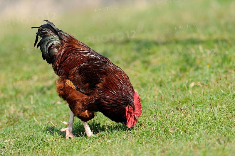Brown cock pecking grass in a lush meadow, domestic fowl (Gallus gallus domesticus), Franconia