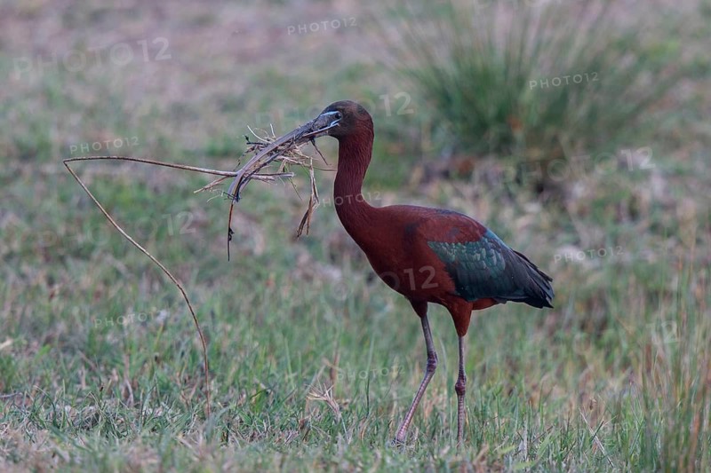 Glossy Ibis (Plegadis falcinellus) with nesting material in beak, Mallorca, Spain