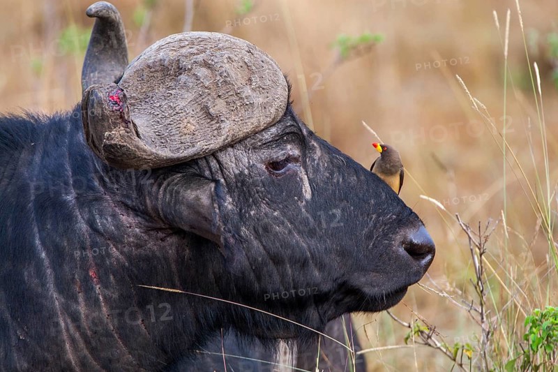 Kaffir buffalo (Syncerus caffer) with red-billed maggot chopper, South Africa
