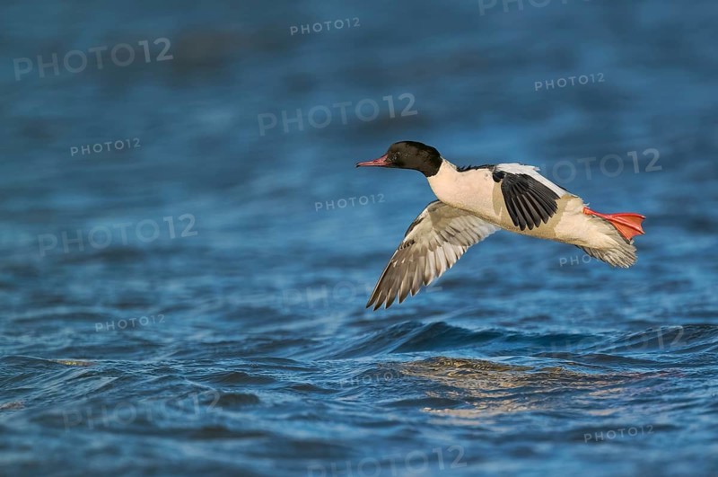 Goosander male in flight (Mergus merganser) Lower Saxony, Germany
