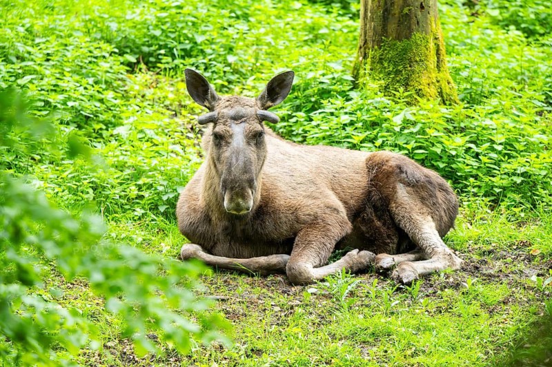 Eurasian elk (Alces alces) on a meadow, Bavaria, Germany