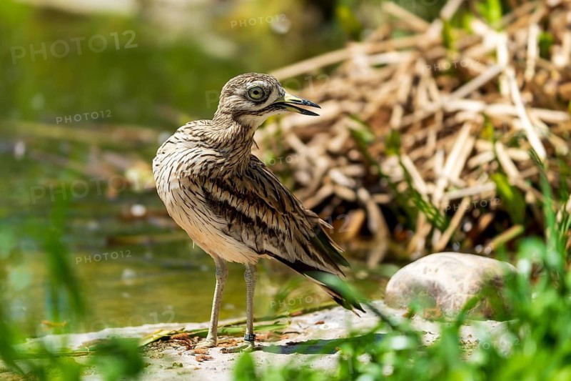A bird standing on a stone near water, surrounded by green vegetation, sunny environment, Stone Curlew (Burhinus oedicnemus), France