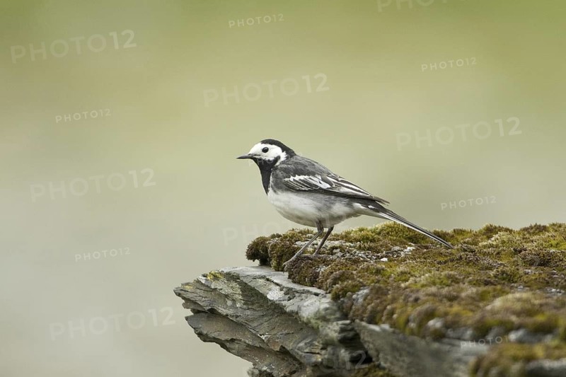 White Wagtail (Motacilla alba yarrellii), Wales, United Kingdom