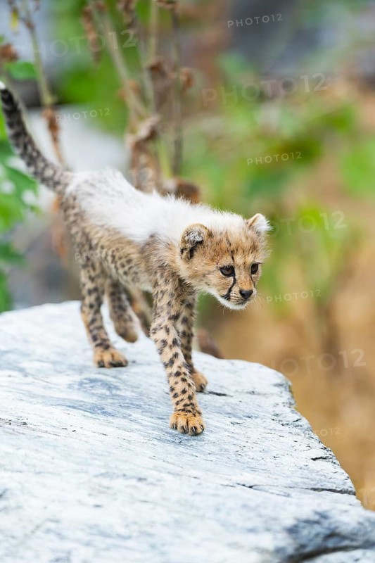 Cheetah (Acinonyx jubatus) youngster walking on a rock, captive, occurrence Africa