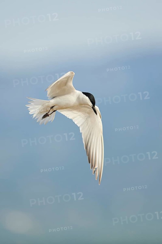 Gull-billed tern (Gelochelidon nilotica) flying in the sky, hunting, ebro delta, Catalonia, Spain