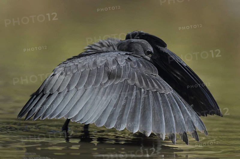 Black Heron (Egretta ardesiaca), Gambia
