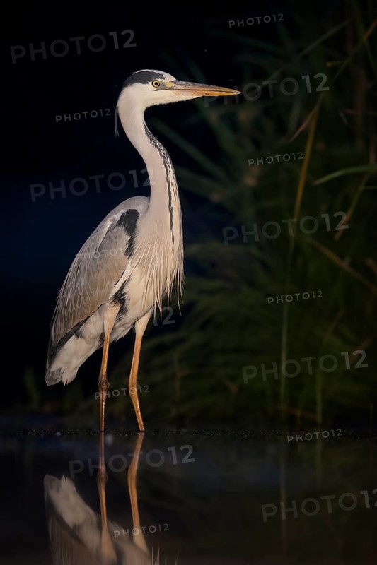 Grey Heron (Ardea cinerea), Hungary