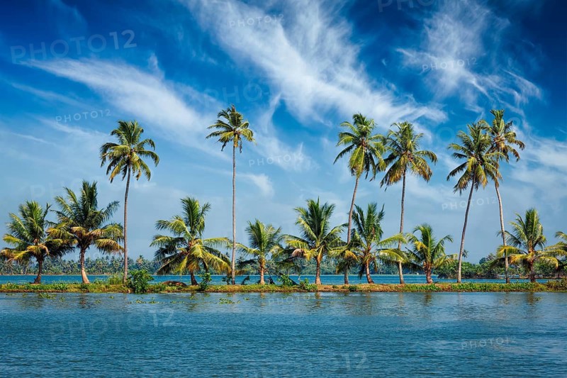 Kerala travel tourism background, Palms at Kerala backwaters. Allepey Alappuzha, Kerala, India. This is very typical image of backwaters