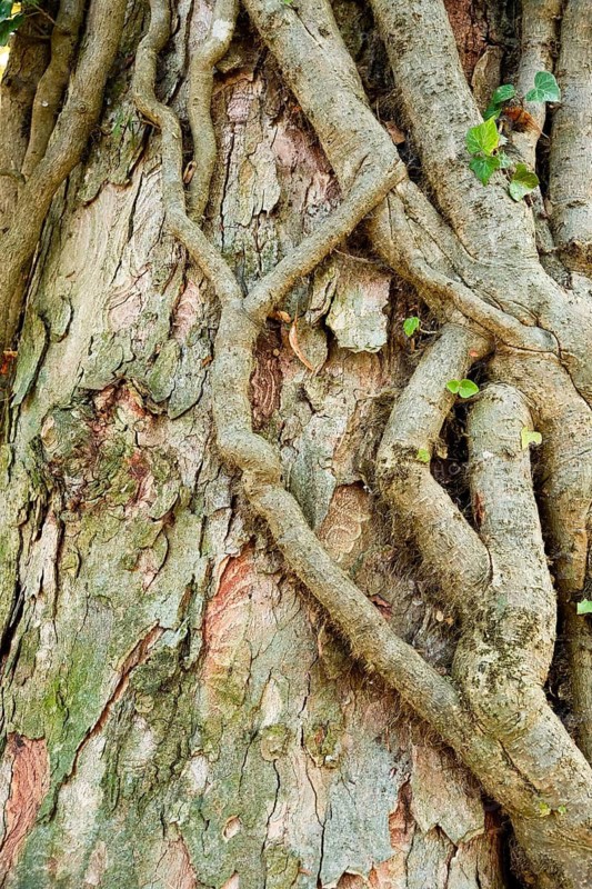 Thick ivy roots entwine a tree trunk