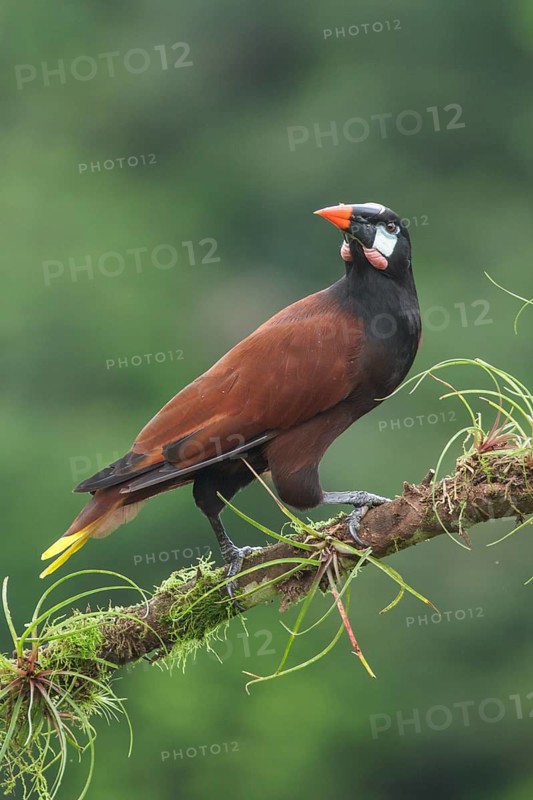 Montezuma Orependola (Psarocolius montezuma) perched on a branch in Costa Rica