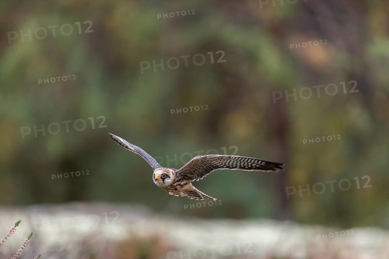 One female red-footed falcon (Falco vespertinus) flying at the edge of a forest. Green vegetation in the background