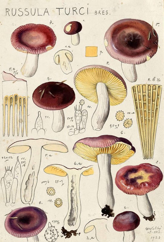 Mushroom, fungi, iodoform russula, Russula turci, authentic reproduction of an illustration by Hans Walty (1868-1948) from about 1915, historical