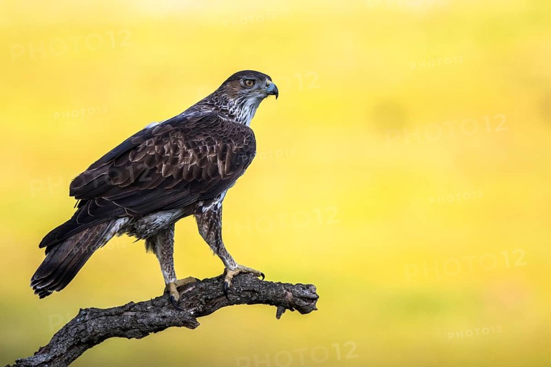 Bonelli's Eagle (Aquila fasciata), Andalusia, Spain