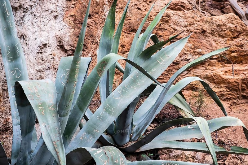 An agave with carved names of visitors to a tourist attraction in Barcelona, Spain