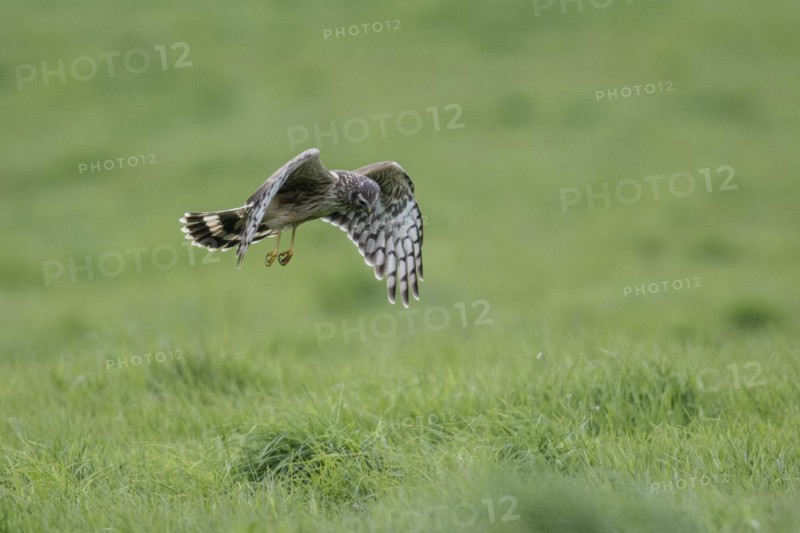 Hen harrier (Circus cyaneus), Emsland, Lower Saxony, Germany