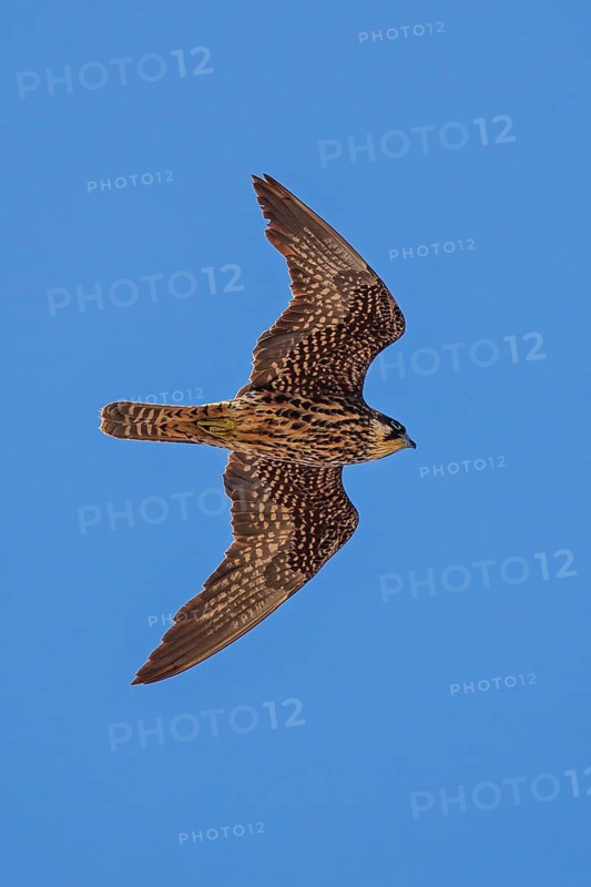 Eleonora's Falcon (Falco eleonorae) young female flying, Sardinia, Italy
