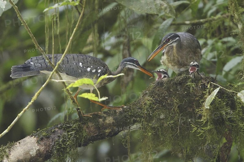 Sunbittern (Eurypyga helias) chick, Costa Rica