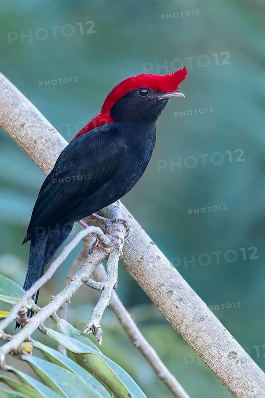 Helmeted Manakin (Antilophia galeata) perched on a branch in the Pantanal of Brazil