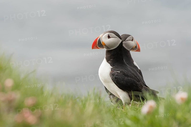 Atlantic Puffin (Fratercula arctica), Látrabjarg, Iceland