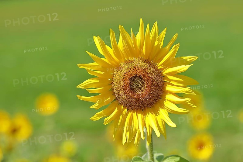 Sunflower (Helianthus annuus), flower in a sunflower field, Hesse, Germany