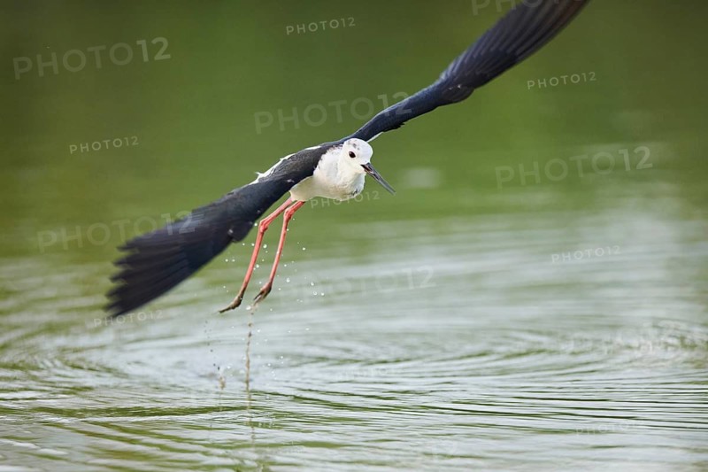 Black-winged stilt (Himantopus himantopus) starting from the water, Camargue, France
