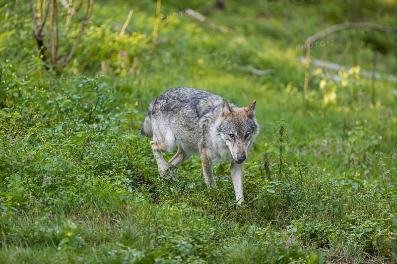 One adult male eurasian gray wolf (Canis lupus lupus) running through the green undergrowth at a forest edge