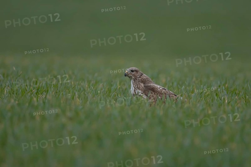Common buzzard (Buteo buteo) adult raptor bird of prey in a farmland cereal field, Norfolk, England, United Kingdom