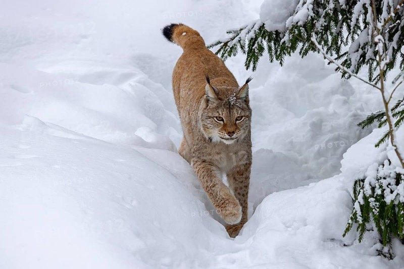 Eurasian lynx, Northern lynx (Lynx lynx lynx) hunting in thick snow in winter, Scandinavia
