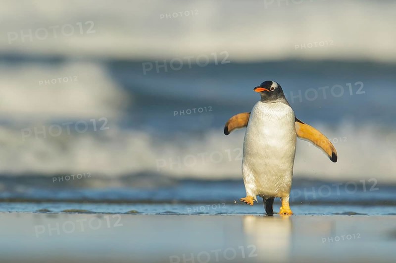 Gentoo Penguin (Pygoscelis papua) emerging from the ocean in the Falkland Islands