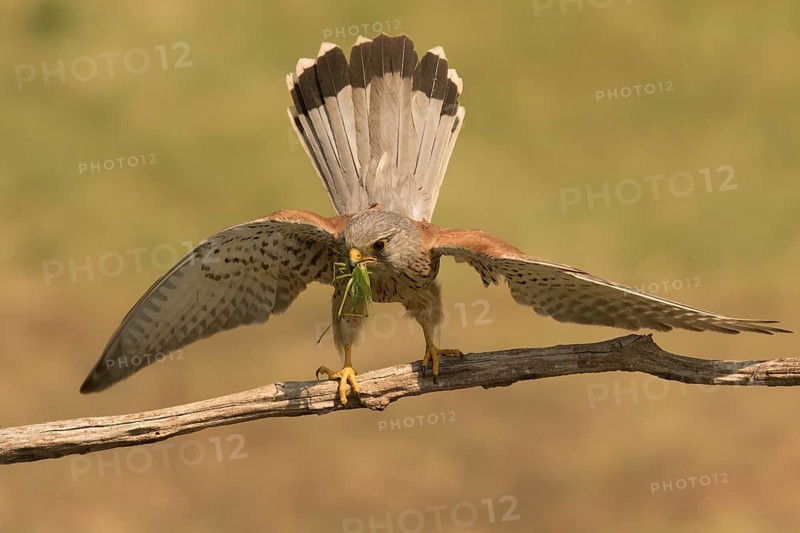 Common Kestrel (Falco tinnunculus) male perched on a branch with captured grasshopper, Serbia