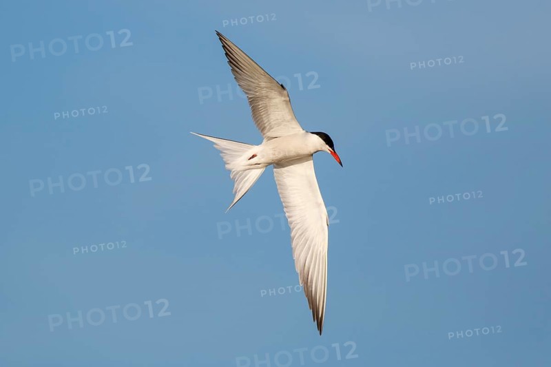 Common Tern (Sterna hirundo) flying, Greece