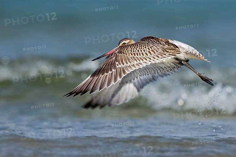 Bar-tailed Godwit (Limosa lapponica) flying, Mecklenburg-Western Pomerania, Germany