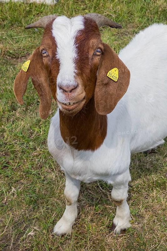 Boer goat (Capra aegagrus hircus), domestic goat, goat, camera view, laughing, fun, humour, happy, Germany