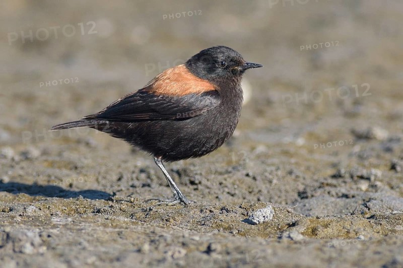 Austral Negrito (Lessonia rufa) male, Santiago Metropolitan, Chile
