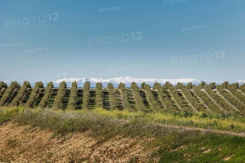 A wide-angle view of an olive plantation in Toledo, Spain, shows perfect tree alignment leading toward the snowy Sierra de Madrid, contrasting agricultural order with natural beauty