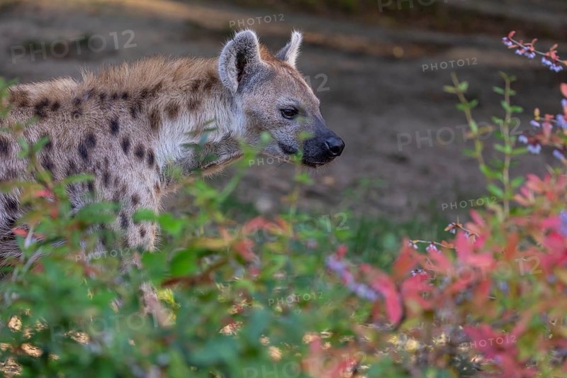One young adult male spotted hyena (Crocuta crocuta), or laughing hyena standing behind some bushes with green vegetation in the background