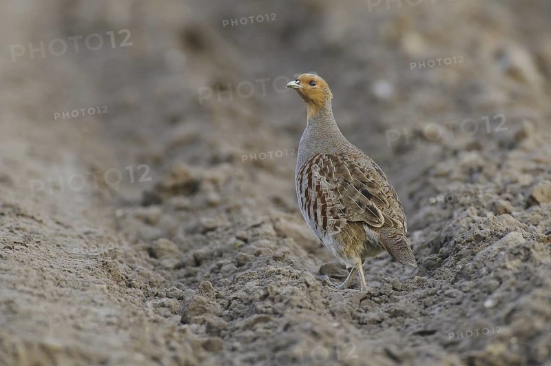 Grey Partridge (Perdix perdix), Lower Saxony, Germany