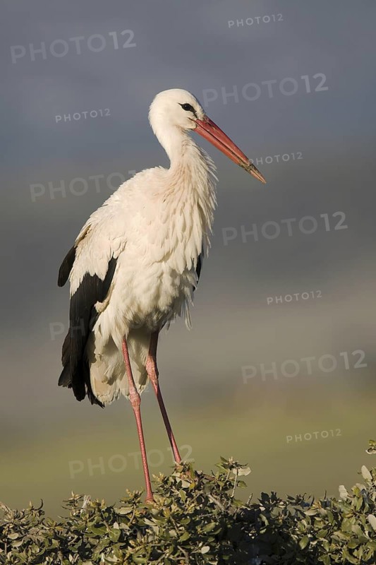White Stork (Ciconia ciconia), Castile-La Mancha, Spain