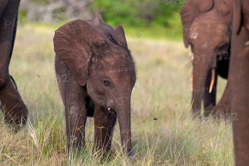 African forest elephant (Loxodonta cyclotis) in a clearing in Loango National Park, Parc National de Loango, young animal, Ogooué-Maritime Province, Gabon