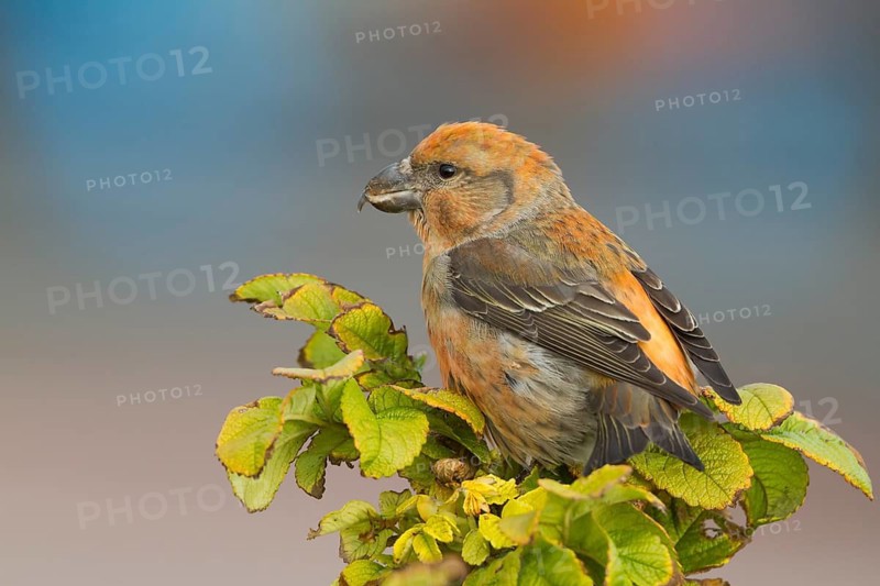 Parrot Crossbill - Kiefernkreuzschnabel - Loxia pytyopsittacus, Germany. male