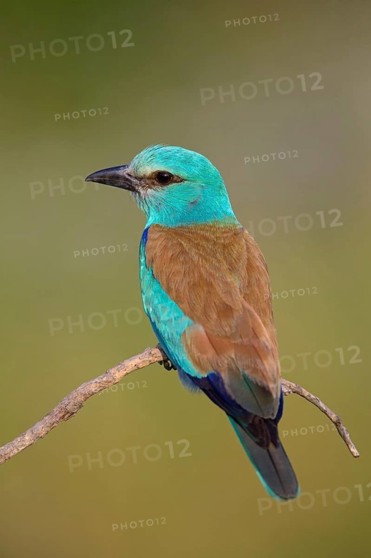 Blauracke, European Roller, Roller, Coracias garrulus, Rollier d'Europe, Carraca Europea, Carraca