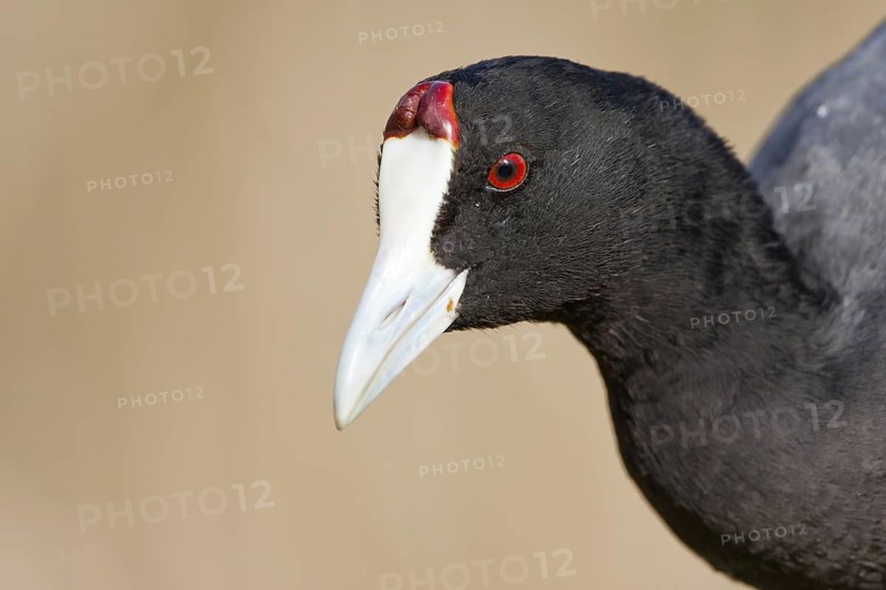 Red-knobbed Coot (Fulica cristata), Mallorca, Spain