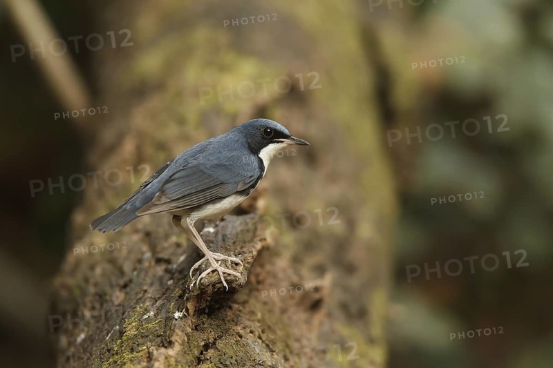Siberian Blue Robin (Larvivora cyane) male, Kaeng Krachan, Thailand