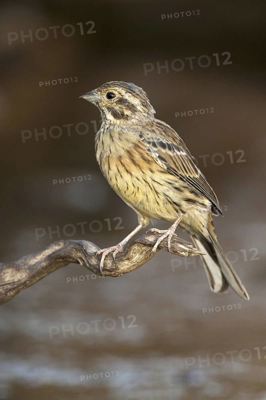 Cirl Bunting (Emberiza cirlus), Castile-La Mancha, Spain