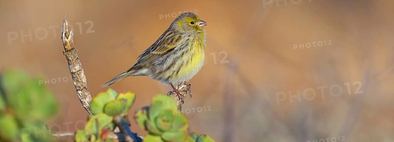 Atlantic canary (Serinus canaria), finch family, Lanzarote, Canary Islands, Spain